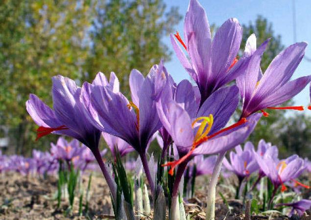 برنامه ریزی جهت  کشت زعفران در شهرستان هرسین برنامه ریزی جهت  کشت زعفران در شهرستان هرسین