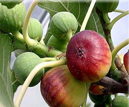 تنظیم وزن و فشارخون با انجیر