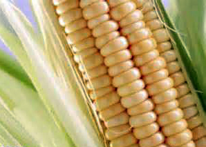 خرید بیش از 5هزار تُن ذرت دانه ای از کشاورزان شهرستان هرسین خرید بیش از 5هزار تُن ذرت دانه ای از کشاورزان شهرستان هرسین