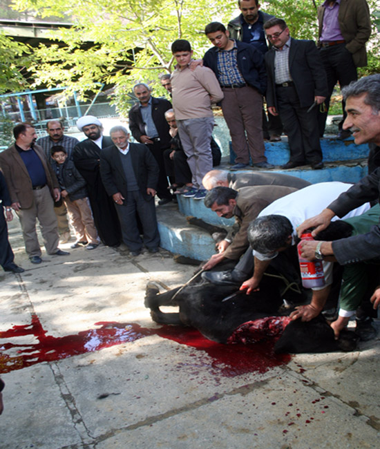 ذبح گاو به شکرانه افزایش آب در سرچشمه سراب هرسین+عکس