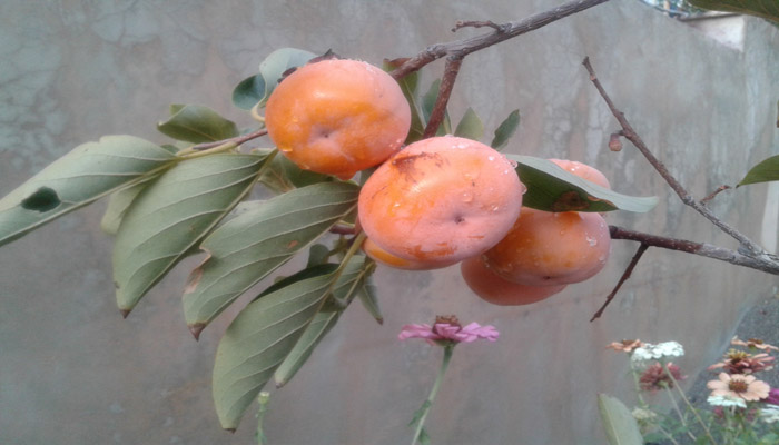 هرسین شهر درختان خرمالو  هرسین شهر درختان خرمالو