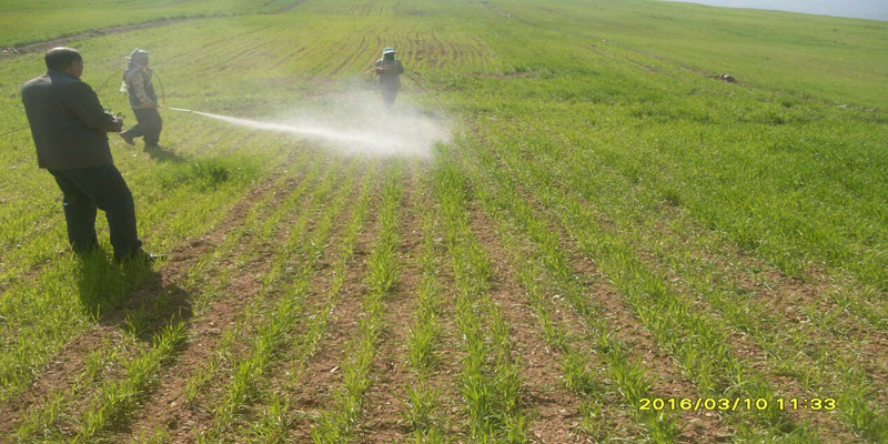 کشاورزان به سرعت در خصوص مبارزه با آفات سن گندم و علف های هرز اقدام کنند