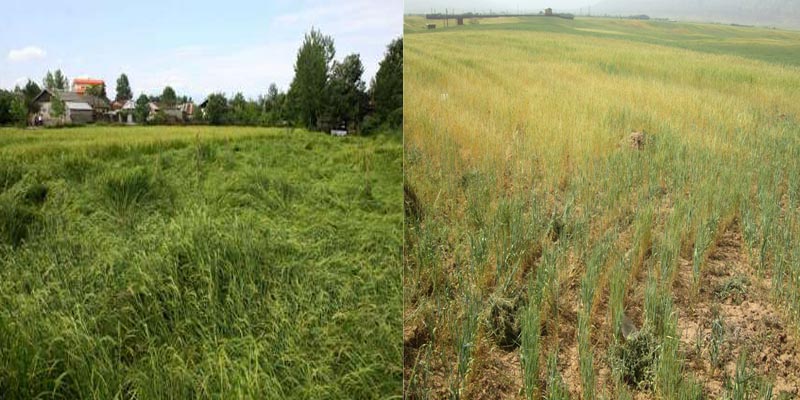 154هکتار از اراضی کشاورزی در هرسین و بخش بیستون آسیب دید 154هکتار از اراضی کشاورزی در هرسین و بخش بیستون آسیب دید