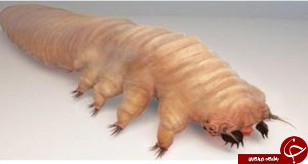 این موجودات وحشتناک در تاریکی شب از بدنتان بیرون می آیند+ عکس 