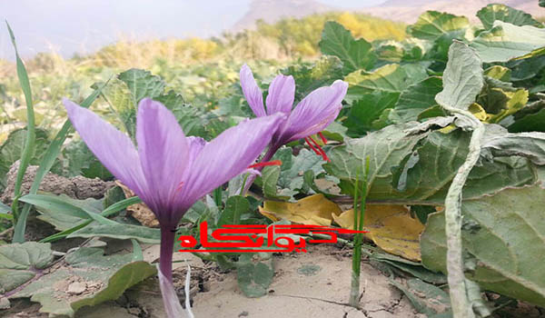 طلای سرخ با حمایت سپاه از زمین هرسین رویید/ کارآفرینی با طعم زعفران ایرانی طلای سرخ با حمایت سپاه از زمین هرسین رویید/ کارآفرینی با طعم زعفران ایرانی