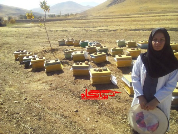 گفتگو با یک کار آفرین حوزه اقتصاد مقاومتی/ سالانه حدود 500کیلو گرم عسل  با درآمد حدود 8میلیون تومان تولید می کنیم  گفتگو با یک کار آفرین حوزه اقتصاد مقاومتی/ سالانه حدود 500کیلو گرم عسل  با درآمد حدود 8میلیون تومان تولید می کنیم