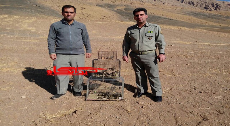 کشف و رهاسازی 40 قطعه سهره پیشانی سرخ در هرسین+تصویر