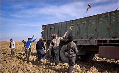 پیش بینی برداشت57 هزارتن چغندر از مزارع شهرستان هرسین پیش بینی برداشت57 هزارتن چغندر از مزارع شهرستان هرسین