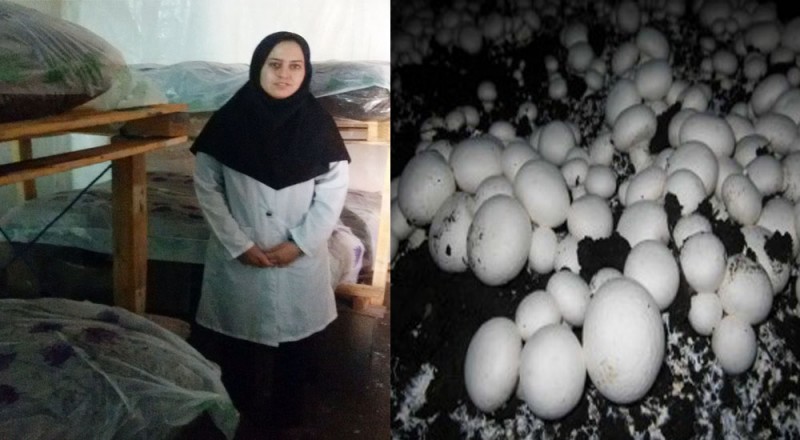 جوانانی که با کمک بسیج کار آفرین شدند/ درآمد میلیونی در هرسین از راه پرورش قارچ جوانانی که با کمک بسیج کار آفرین شدند/ درآمد میلیونی در هرسین از راه پرورش قارچ