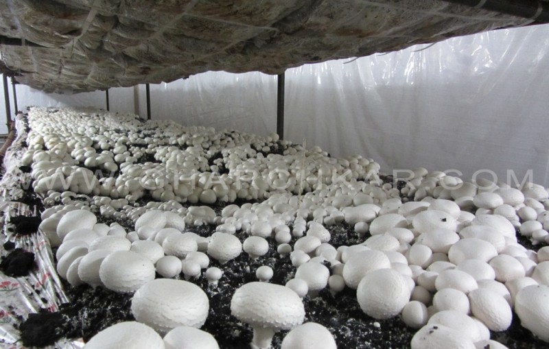 جوان روستایی که با حمایت بسیج اشتغالزایی کرد/ تولید قارچ به صورت خانوادگی جوان روستایی که با حمایت بسیج اشتغالزایی کرد/ تولید قارچ به صورت خانوادگی