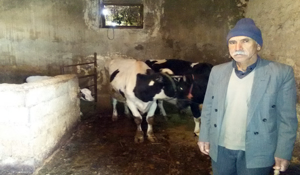 یک تیر و 2 نشان با فعالیت در حوزه دامداری سنگین/ از اشتغالزایی تا خودکفایی غذایی در هرسین یک تیر و 2 نشان با فعالیت در حوزه دامداری سنگین/ از اشتغالزایی تا خودکفایی غذایی در هرسین