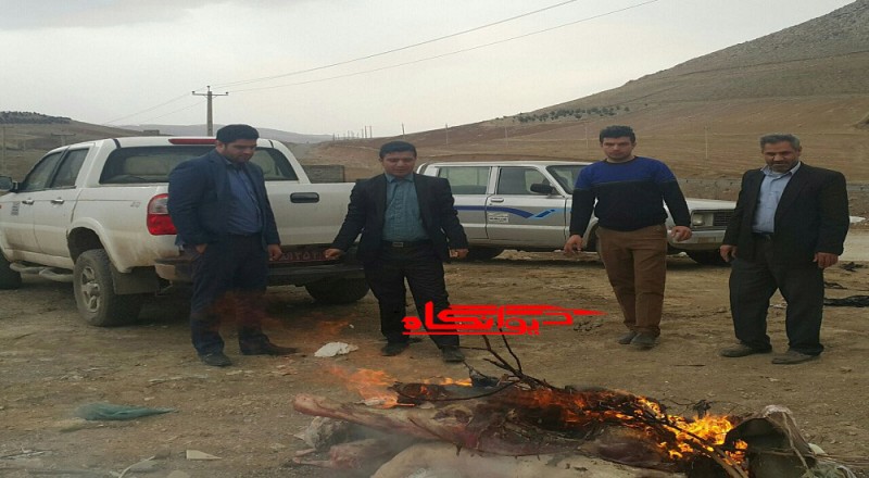 توقیف و معدوم سازی 105کیلوگرم گوشت فاقد مجوز در هرسین/ تشکیل 7 پرونده تعزیراتی برای صنوف متخلف در جریان بازرسی ها