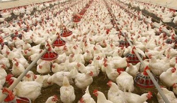 تولید 6000 تن گوشت مرغ طی سال 95 در شهرستان هرسین تولید 6000 تن گوشت مرغ طی سال 95 در شهرستان هرسین