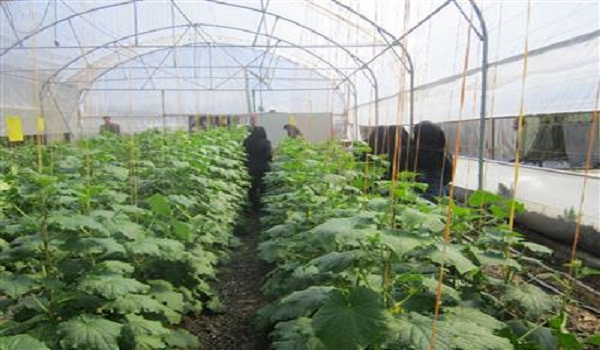 يك واحد گلخانه آموزشی مدرن محصولات خارج از فصل در بیستون افتتاح شد يك واحد گلخانه آموزشی مدرن محصولات خارج از فصل در بیستون افتتاح شد