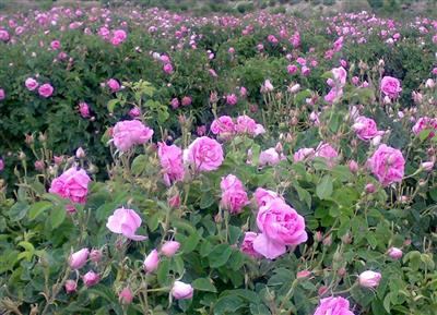 آغاز برداشت گل محمدی از باغات هرسین/ سطح زیرکشت گل محمدی در شهرستان حدود 70 هکتار است آغاز برداشت گل محمدی از باغات هرسین/ سطح زیرکشت گل محمدی در شهرستان حدود 70 هکتار است