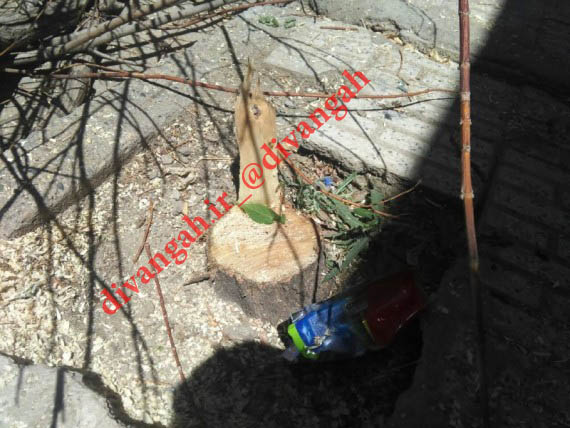 سریال قطع درختان در هرسین به شهرک ها رسید/ ایجاد حاشیه امن در پی عدم برخورد با متخلفین در گذشته