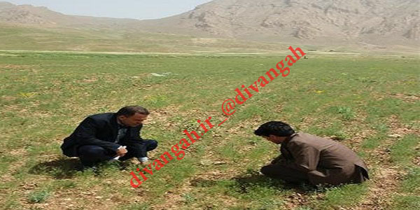  كشت 12/5 هكتار گیاهان دارویی در مزارع شهرستان هرسین