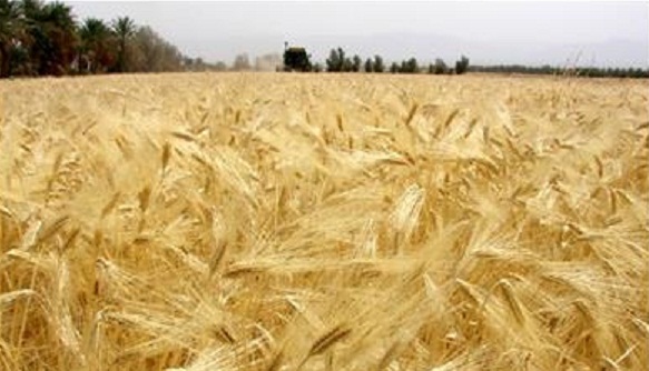 آغاز برداشت جو از سطح مزارع شهرستان هرسين+تصویر آغاز برداشت جو از سطح مزارع شهرستان هرسين+تصویر