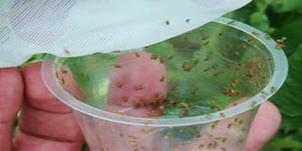 مبارزه بیولوژیک با آفات در سطح 865 هكتار از مزارع نخود و ذرت شهرستان هرسین