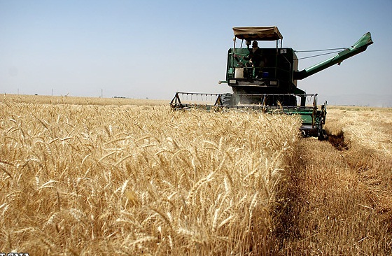 آغاز برداشت گندم از 12هزار هکتار از اراضی زراعی  هرسین آغاز برداشت گندم از 12هزار هکتار از اراضی زراعی  هرسین