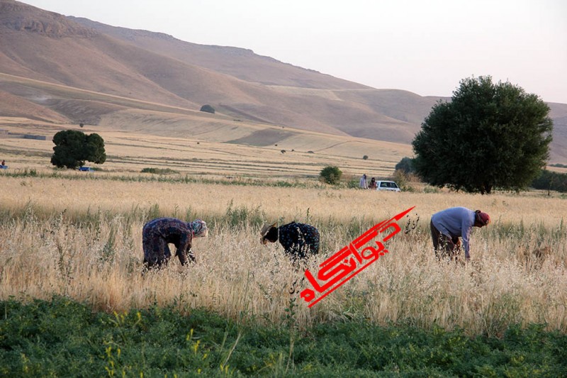 حال و هوای فصل برداشت محصول در شهرستان هرسین 
