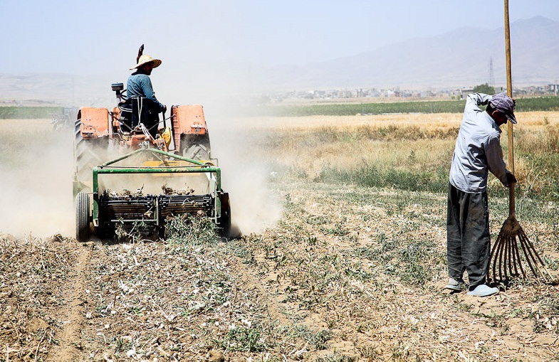 آغاز برداشت سیر در شهرستان هرسین / پیش بینی برداشت 300تن سیر از مزارع شهرستان