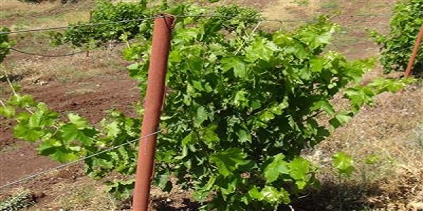 آغاز برداشت انگور از سطح تاكستانهاي شهرستان هرسين  آغاز برداشت انگور از سطح تاكستانهاي شهرستان هرسين