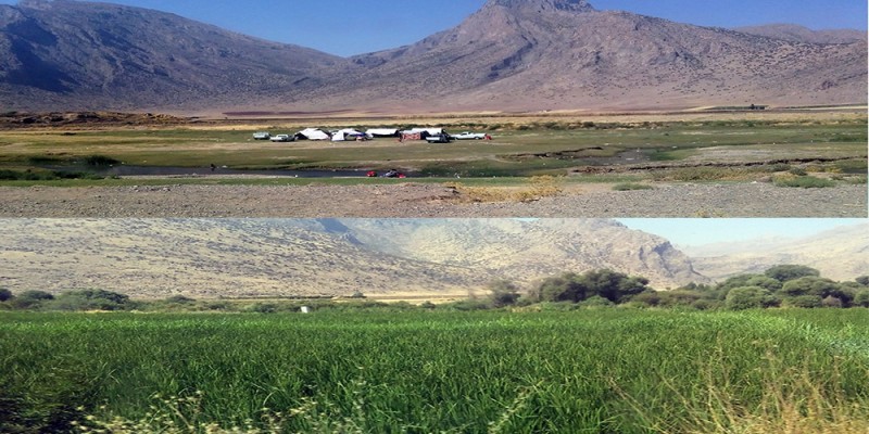 تناقض آشکار کاشت برنج و تبلیغ کلزا و زیره در هرسین/ در یک سال آبی خوب کاشت 211هکتار برنج  گاماسیاب را خشکاند