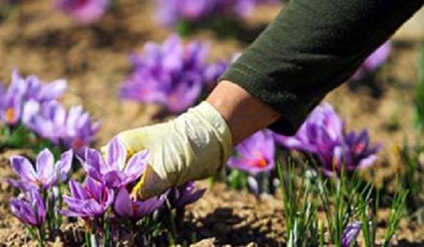 برداشت 9کیلو گرم زعفران از مزارع شهرستان هرسین