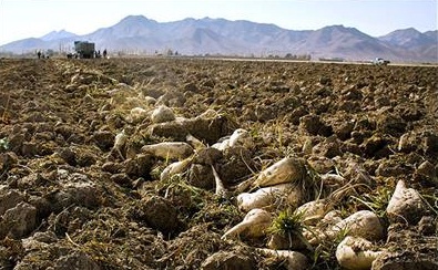 حدود 2070 هکتار از اراضی شهرستان زیر کشت چغندر رفته است