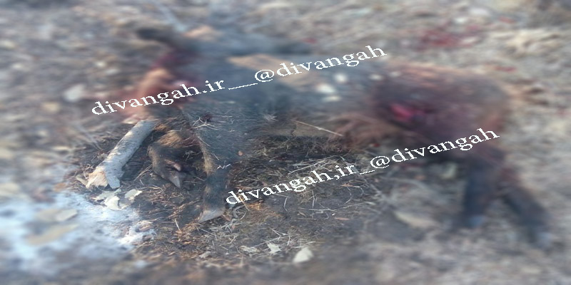  شکار غیر مجاز گراز وحشی در شهرستان هرسین