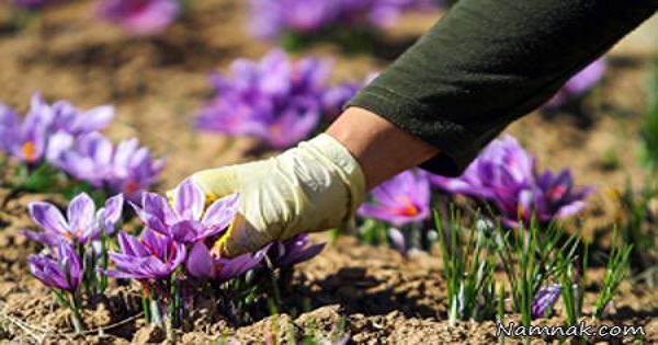 اختصاص 3/4هکتاراراضی شهرستان به کشت زعفران درسالجاری 