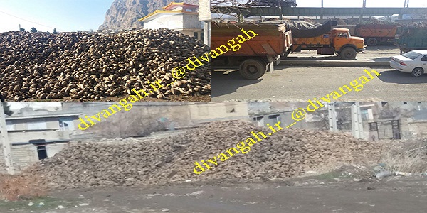 از بین رفتن حاصل دسترنج چغندرکاران هرسینی جلوی چشمان همه!