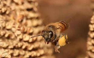 لشکرکشی ملکه چینی به قلمرو ملکه ایرانی