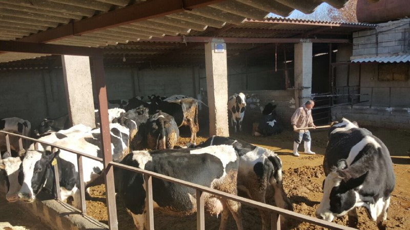 معرفی ۳۰ دامدار به معاونت برنامه ریزی و اقتصادی سازمان جهت دریافت تسهیلات 