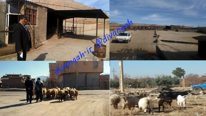 شهری که شبیه به روستا شده است/ فروش غیرمجاز دام در کوچه و خیابان