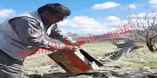 رها سازی یک بهله پرنده شکاری تیمار شده در طبیعت هرسین+تصویر