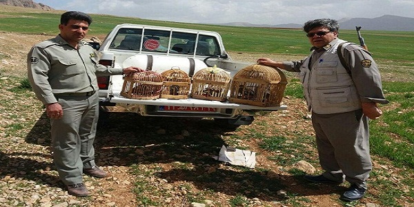 5قطعه کبک وحشی از منزل متخلفین کشف و ضبط شد 