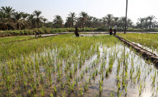 کشت برنج در شهرستان هرسین از استان کرمانشاه ممنوع شد