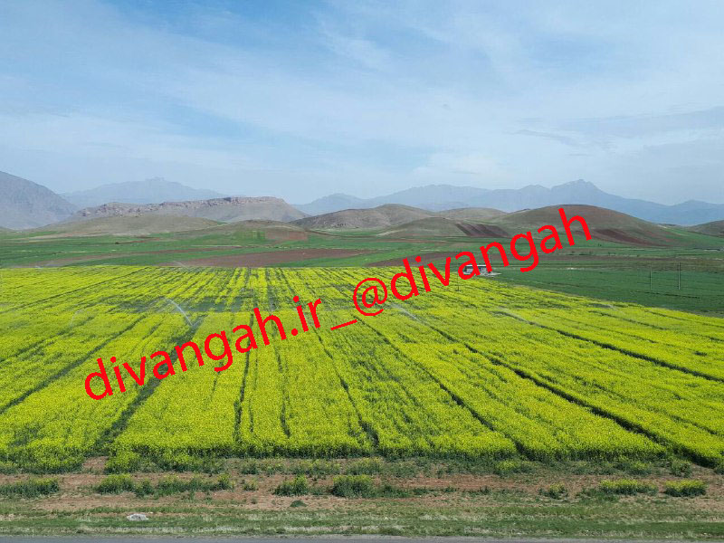 کاشت 15 رقم کلزا در دهستان شیرز در هرسین کاشت 15 رقم کلزا در دهستان شیرز در هرسین