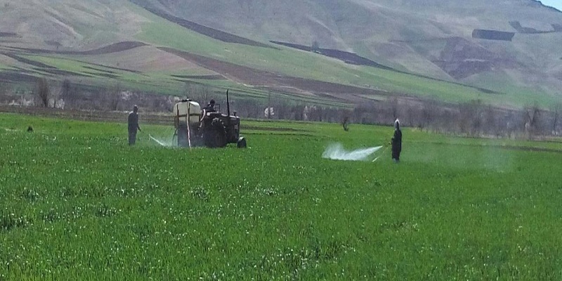 اجرای طرح مبارزه با آفت سن غلات و علف هرز در سطح مزارع هرسین