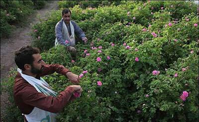 آغاز برداشت گل محمدی  در سطح 45هکتار از باغات هرسین