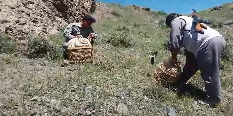 کشف و رهاسازی 2 قطعه کبک در طبیعت بهاری هرسین