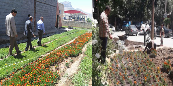 طرح گل کاری تابستانه فضای سبزشهرهرسین آغازشد/ صرفه جویی30میلیون تومانی در تولید گل های زینتی 