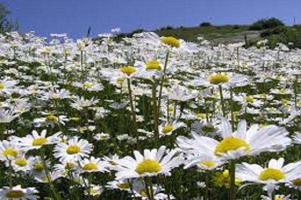 اختصاص 383 هكتار از اراضي در هرسین به  كشت گياهان دارويي 