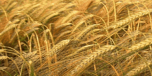 تولید بیش از ۱۱ هزار تن جو در شهرستان هرسین.