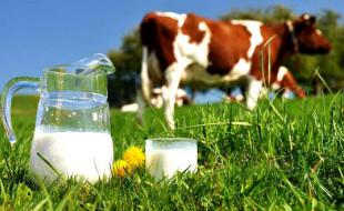 بیداد گرانی لبنیات در بزرگترین استان صادرکننده شیر