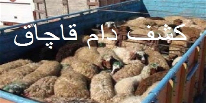 26 راس دام قاچاق در هرسین کشف شد 