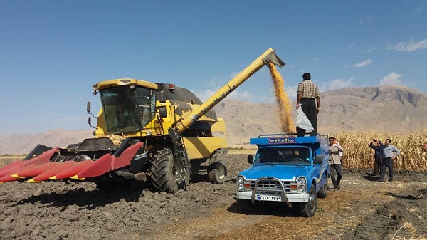 تولید ۸۵۰۰ تن ذرت دانه ای در شهرستان هرسین