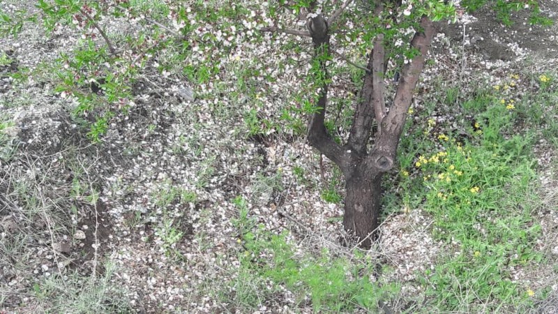 خسارت به 1873هکتار از مزارع و باغات شهرستان هرسین